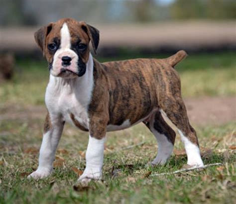 Can Two Fawn Boxers Have A Brindle Puppy