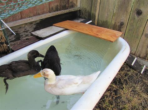 Bathtub Pond Backyard Ducks Ponds Backyard Chickens Backyard Diy