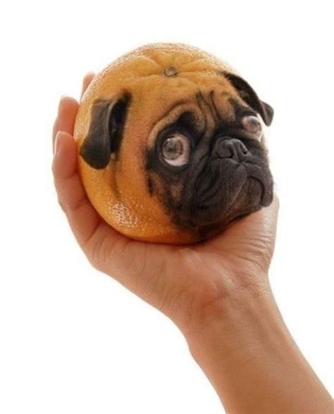 While baby food may seem harmless, feeding it to your dogs can have some unintended—and undesirable—consequences. hahaaa | Can dogs eat oranges, Pugs, Dogs