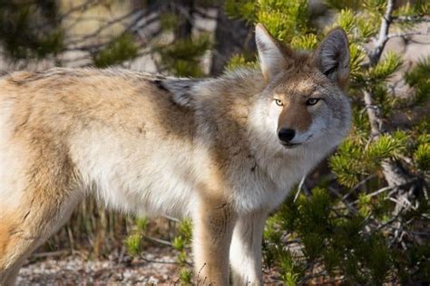 Do Coyotes Hunt In Packs Wildlife Informer