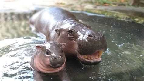 The First Newborn Baby Pygmy Hippo Taman Safari Bali