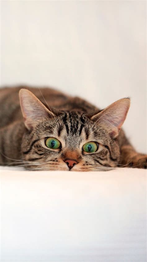 Download Wallpaper 1080x1920 Cat Tabby Eyes Surprise Lie Sony