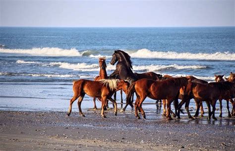 Wild Horse Tours Stue Review Of Wild Horse Adventure Tours Corolla