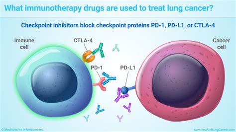Slide Show Understanding Immunotherapy For Lung Cancer