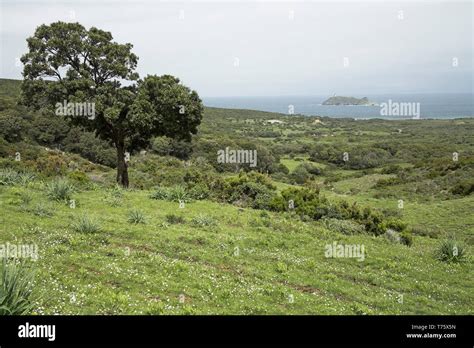 Evergreen Oak Quercus Ilex On Maquis And Garrigue Cap Corse Corsica