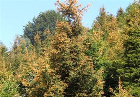 Abete Rosso Picea Abiesspruce Gli Alberi Di Funghimagazineit