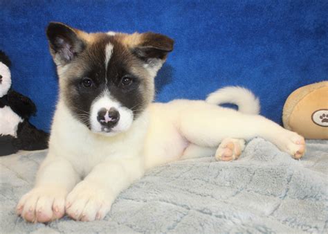 Akita Puppies For Sale Long Island Puppies