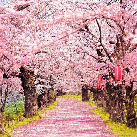 2019 Pink Cherry Blossoms Photo Shoot Backgrounds Old