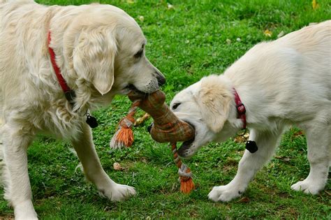 These Two Golden Retriever Best Friends Are So Inseparable That They Do