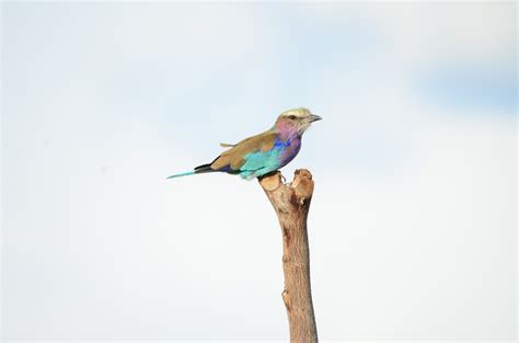 Lilac Breasted Roller From Botswana On January 29 2016 At 0148 Am By