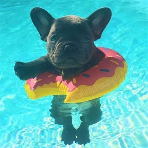 Having a hard time selecting a puppy name for your new french what should you name your adorable french bulldog? 400 best Puppies images on Pinterest | Fluffy pets, Cutest ...