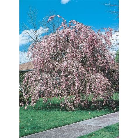 1025 Gallon Pink Weeping Cherry Feature Tree In Pot With Soil L3232