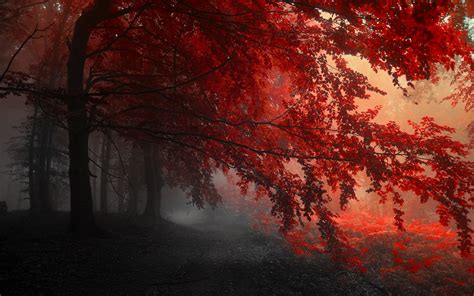 Red Forest Wallpaper 2880x1800 84159