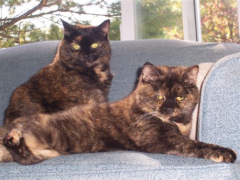 Tortoiseshell Cats One Blog Post And 10000 Comments