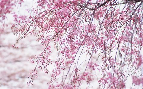 Free Download Wallpapers Cherry Blossom 1600x1000 For Your Desktop