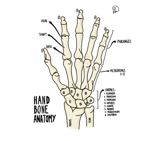 The Hand And Wrist Bones Are Labeled