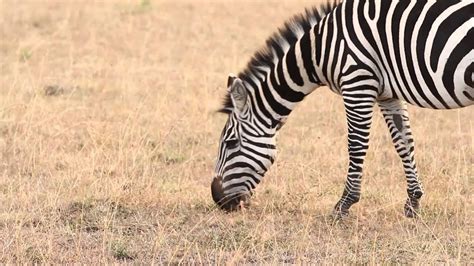 Africa Stock Footage Zebra Grazing Safari Wildlife Youtube