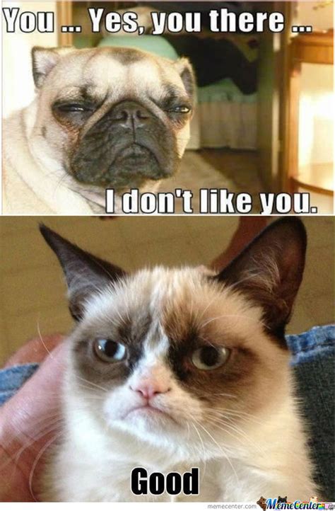 Cat Vs Dog Memes Which Are Too Funny Viral Slacker