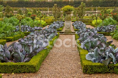 French Vegetable Garden Stock Photo Royalty Free Freeimages