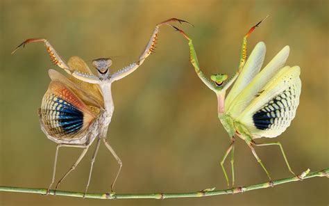 110 Praying Mantis Hd Wallpapers And Backgrounds