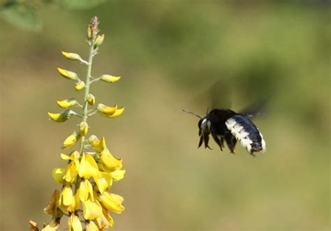 Giant Carpenter Bee Discover Pollinators