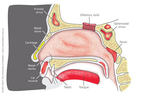Nose Structure — Science Learning Hub