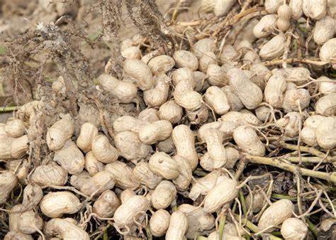 Peanut growers seek more profitable crops | Mississippi State ...