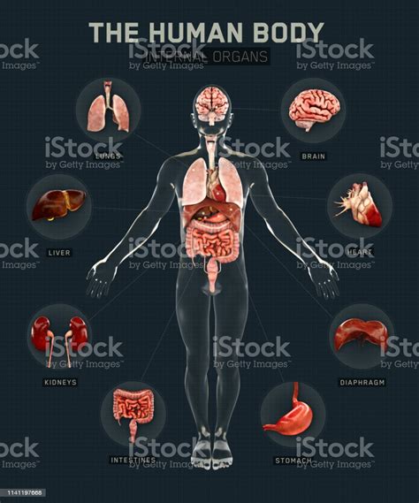 Human Body And Organs Systems Infographic Anatomy System