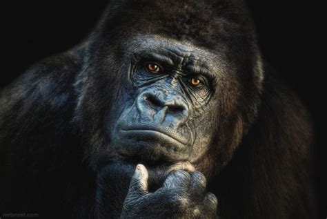 Stunning Examples Of Award Winning Wildlife Photography Incredible Snaps