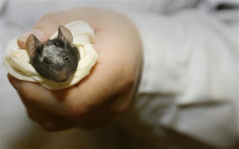 Eradication Of 200 000 Mice From New Zealand Islands Raises Hopes For Native Species