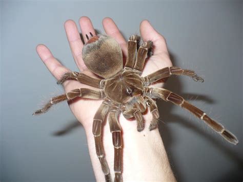 Goliath birdeater leg span can reach 28 cm, and the spiders weigh around 175 grams. Goliath Birdeater Tarantulas Seldom Eat Birds | Owlcation