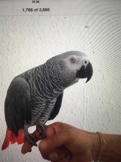 African Grey Parrot Price Facts About African Grey Parrots How Much