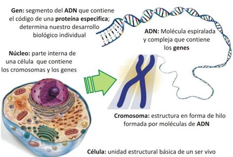 Adn Cromosomas Y Cariograma Biologia4to