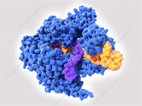 Crispr Cas9 Gene Editing Complex Illustration Stock Image F024