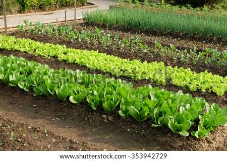 Free for commercial use no attribution required high quality images. Vegetable Garden Stock Photo 353942729 - Shutterstock