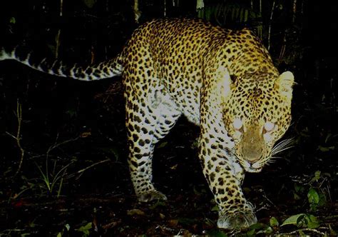 Peneliti Lipi Satwa Yang Tertangkap Kamera Itu Lebih Tepat Macan