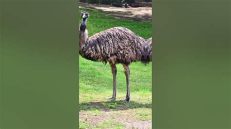Amazing Emu Facts Emu Facts Factshorts Yourubeshorts Informative