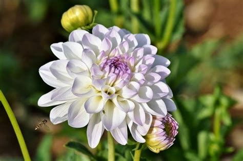Dahlia The Edible And Medicinal National Flower Of Mexico The Right
