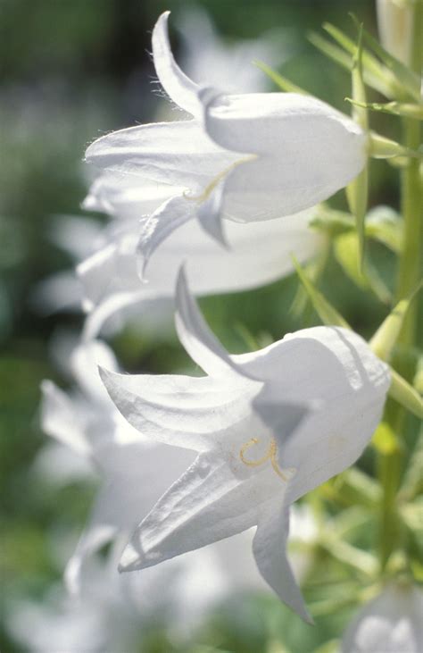 Campanula Latifolia Var Alba An Outstanding Plant For The Border With