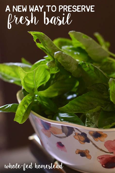 A New Way To Preserve Fresh Basil Freezing Method And Not In An Ice