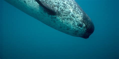 Decoding Narwhal Migration Insights From A Two Decade Tracking Study
