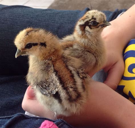 Lovely Partridge Silkie Chicks Silkie Chickens Silkies Chickens