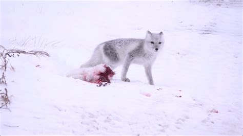 Arctic Fox And Red Fox Youtube