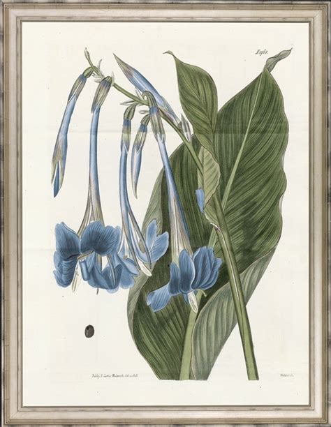 Blue Flower Botanical Prints For Sale At 1stdibs