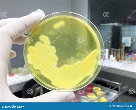 Staphylococcus Aureus Grow On Mannitol Salt Agar Stock Photo Image