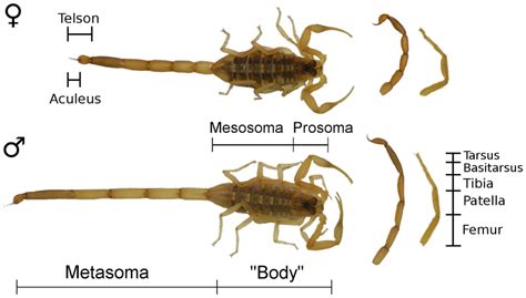 Morphology Of Representative Male And Female Scorpions Centruroides Download Scientific