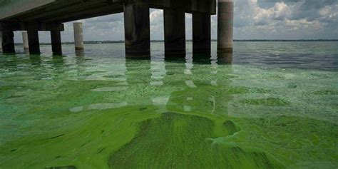 Portions Of Lake Pontchartrain Turn Green As Algae Bloom