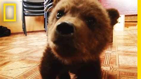 Watch Adorable Baby Brown Bear Rescued National