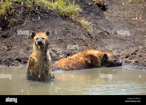 Hyenas Cooling Off Hi Res Stock Photography And Images Alamy