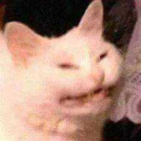 Snickering Cat Meme Faces Image Memes Reaction Pictures